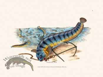 004 Striped Sea, Wolf